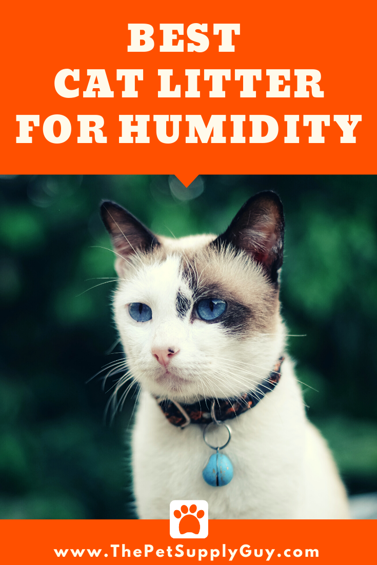 Best Cat Litter for Humidity
