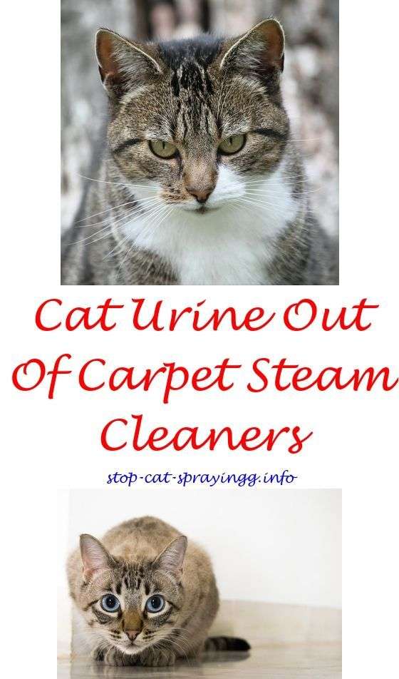 Best cat odor spray for urine.How to get rid of cat spray odor outdoors ...