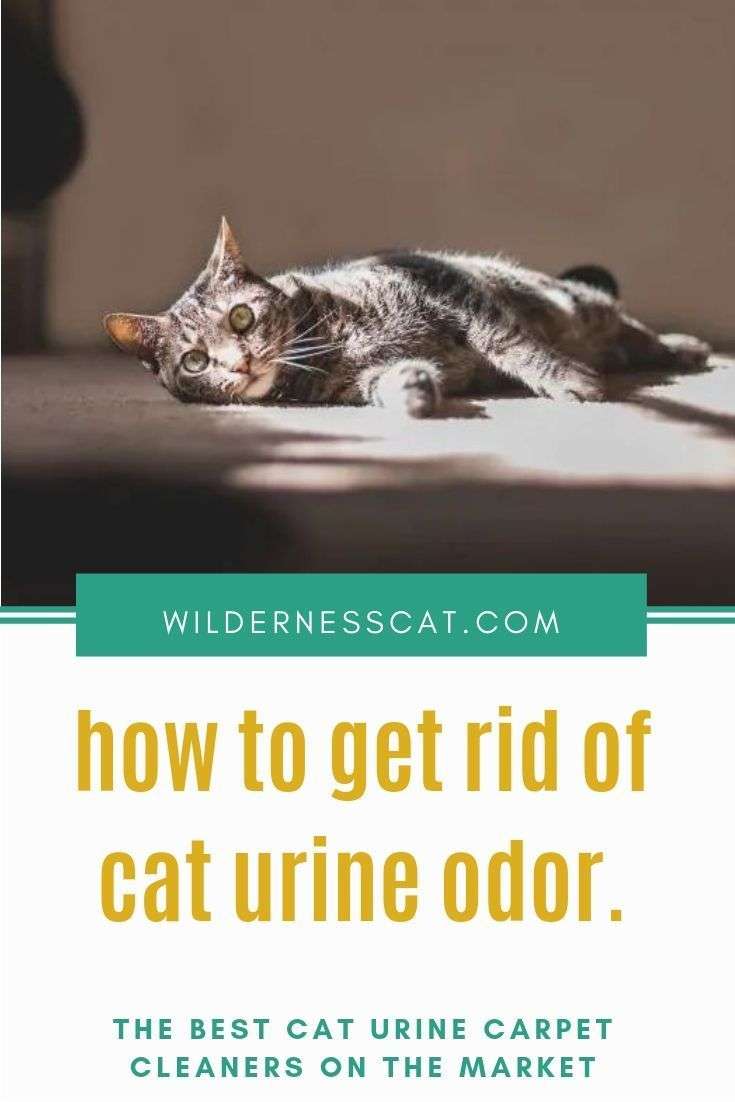 Best Cat Urine Carpet Cleaner: How to Get Rid of the Cat ...