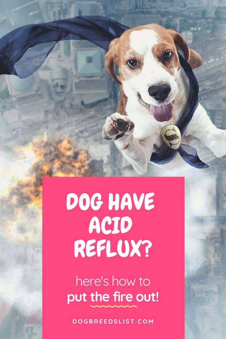 Best Dog Food for Acid Reflux: 2020 Update