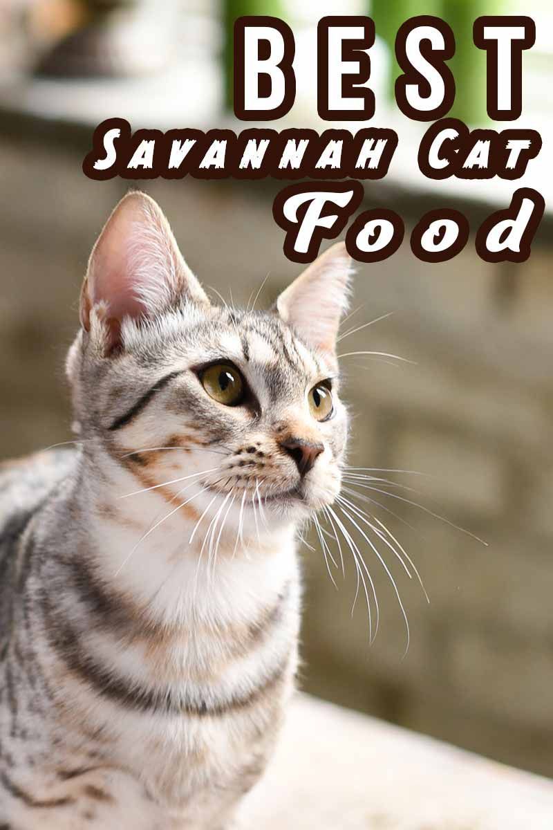 Best Food For Savannah Cats