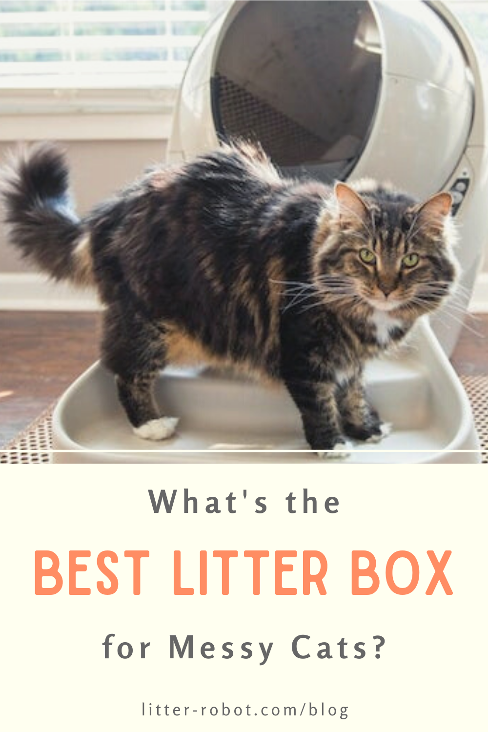 Best Litter Box for Cats With Messy Habits  Litter