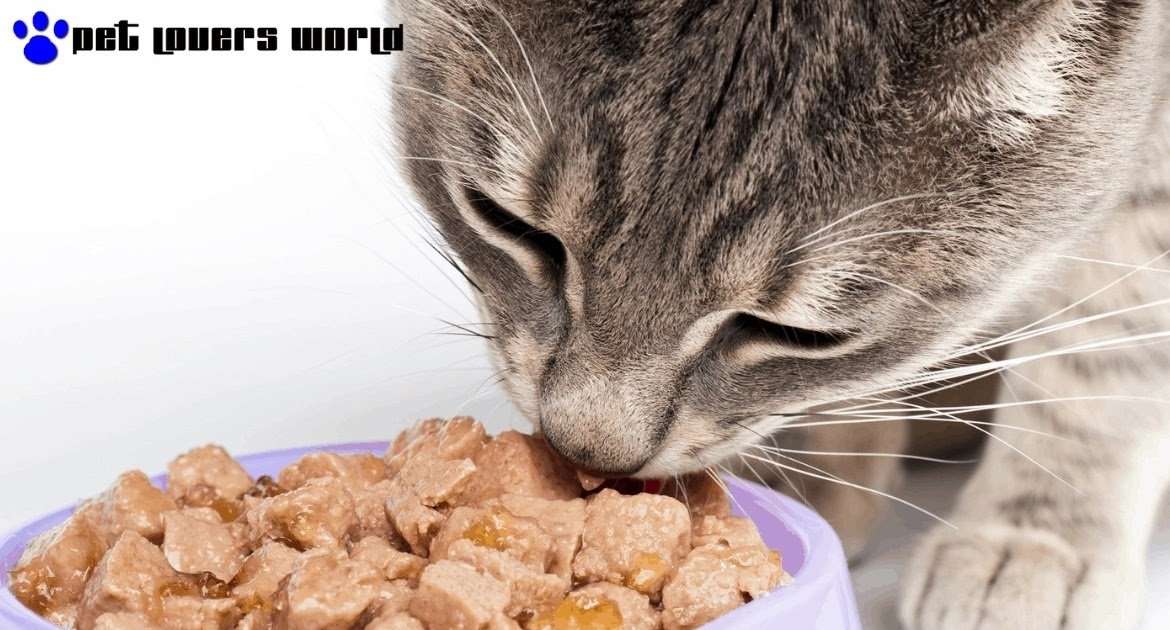 Best Over The Counter Cat Food For Diabetic Cats