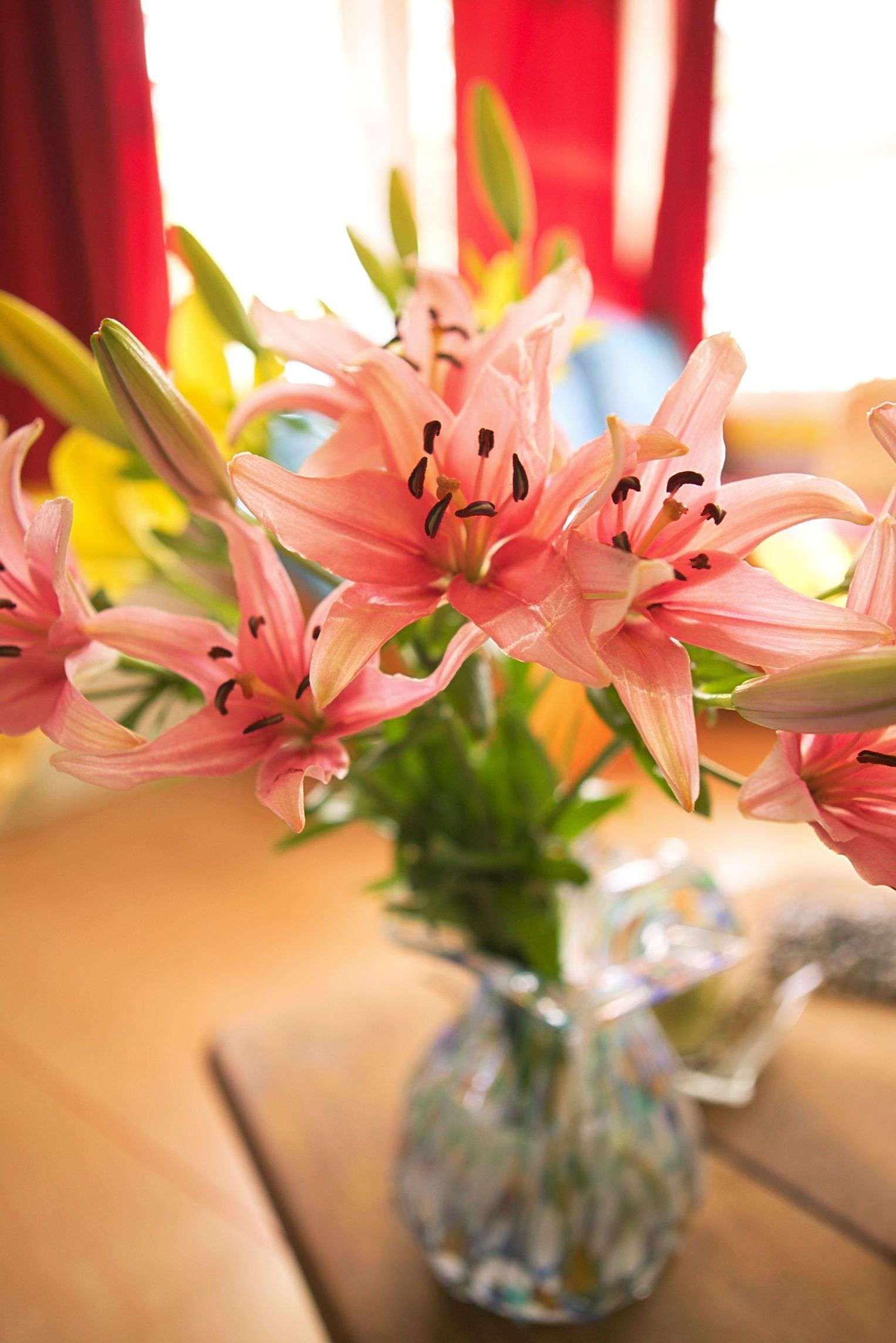 Best Ways to Care for the Asiatic Lily
