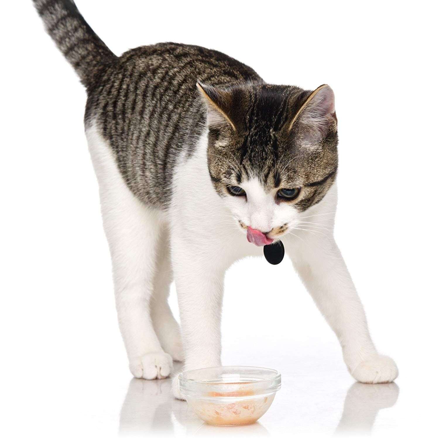 Best Wet Cat Food For Older Cats That Vomit