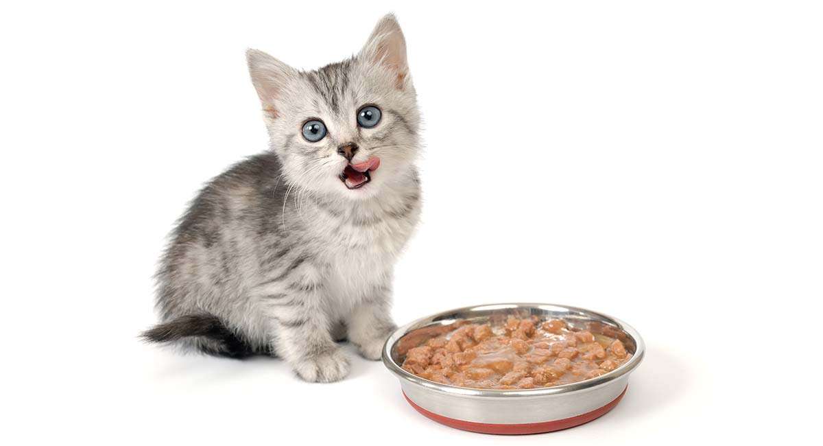 Best Wet Kitten Food: What Is Best for Your New Bundle of Fluff?