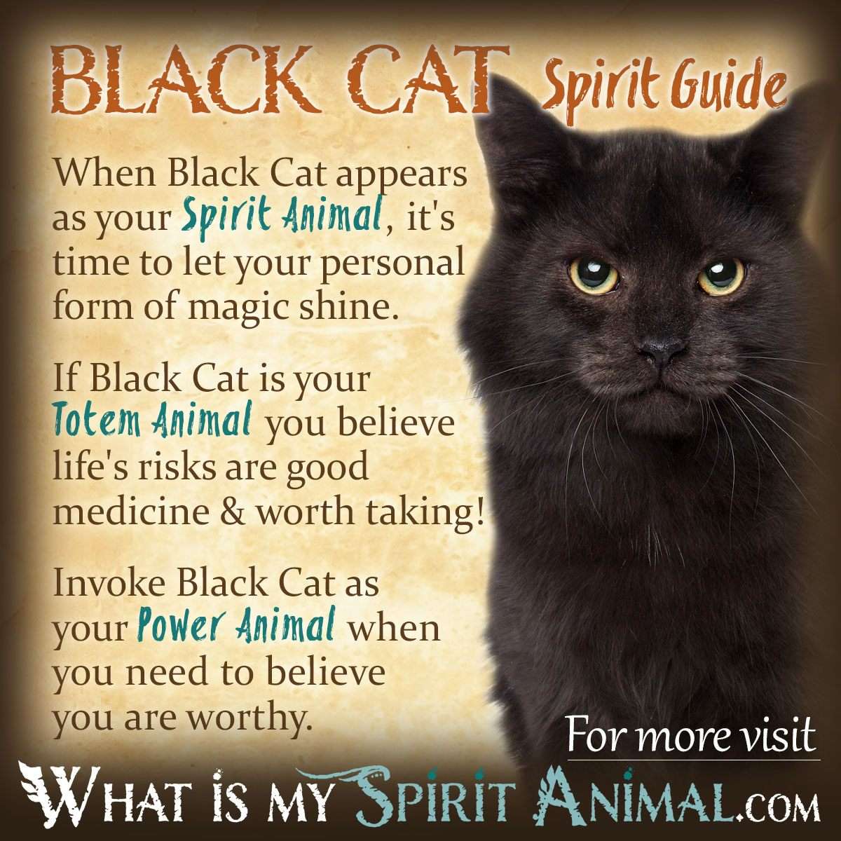 Black Cat Symbolism & Meaning