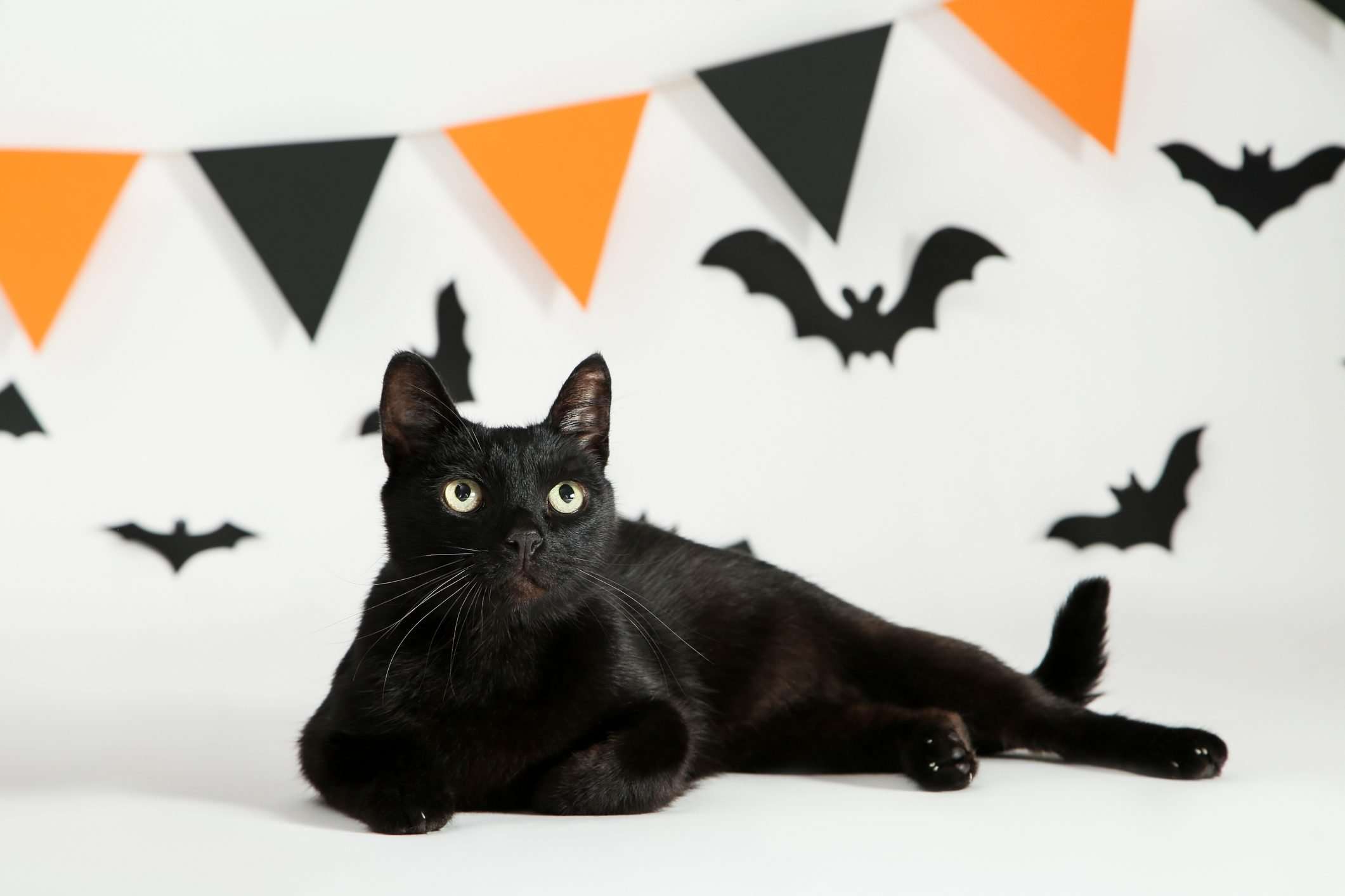 Black Cats and Halloween: What