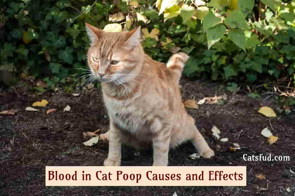 Blood in Cat Poop Causes and Effects For Cats