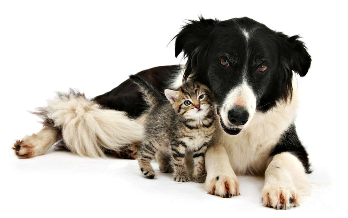 Border Collies and Cats: Are They Good with Cats ...