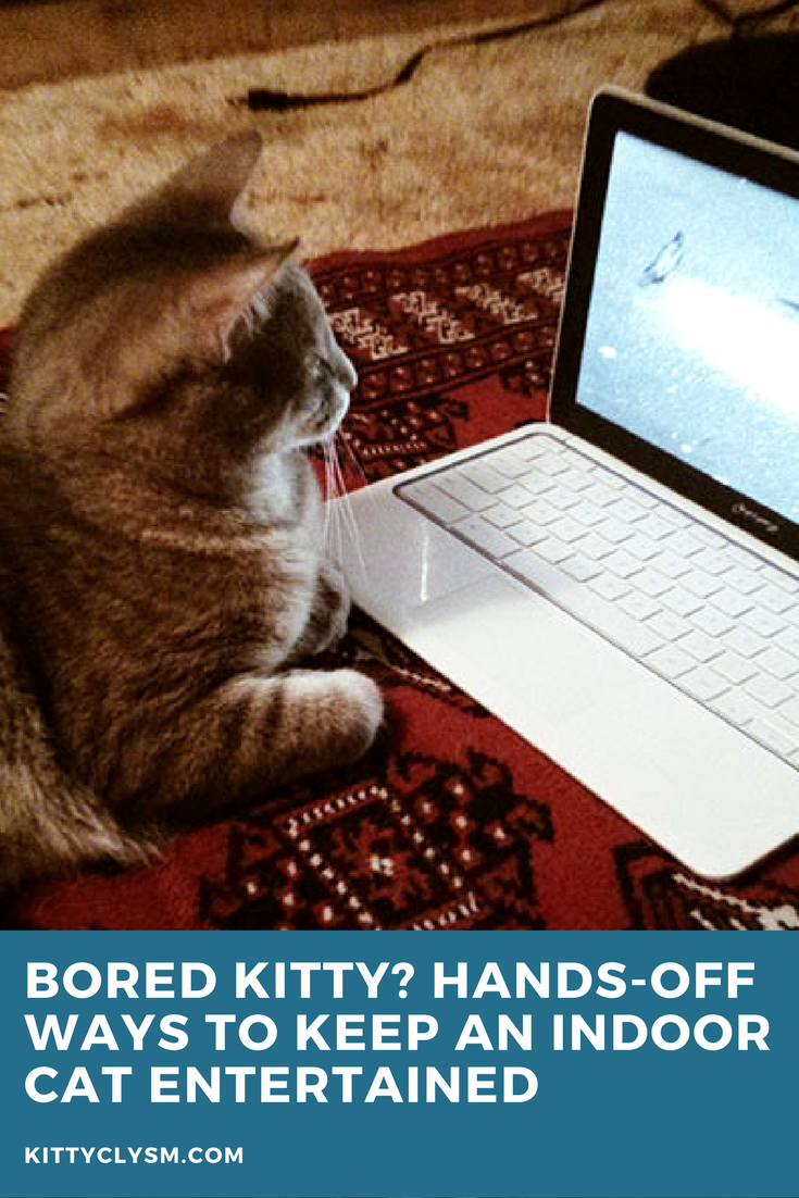 Bored Kitty? Hands