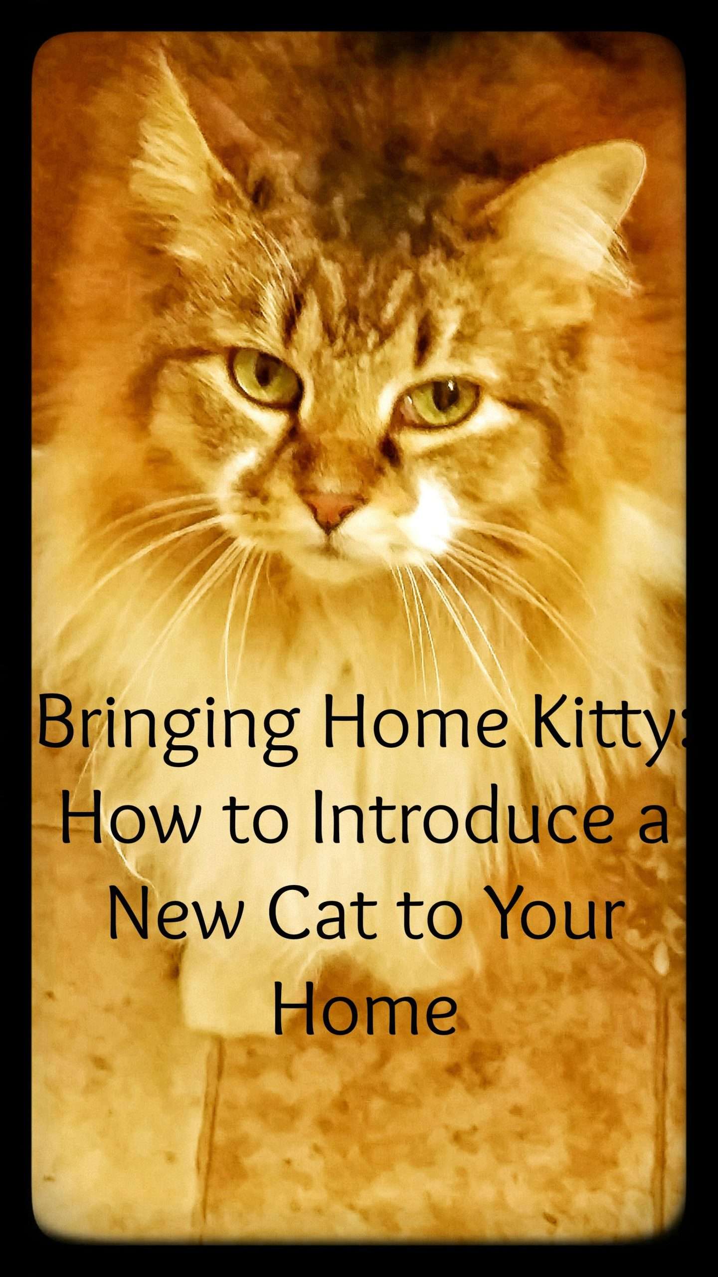 Bringing Home Kitty: How to Introduce a New Cat to Your ...
