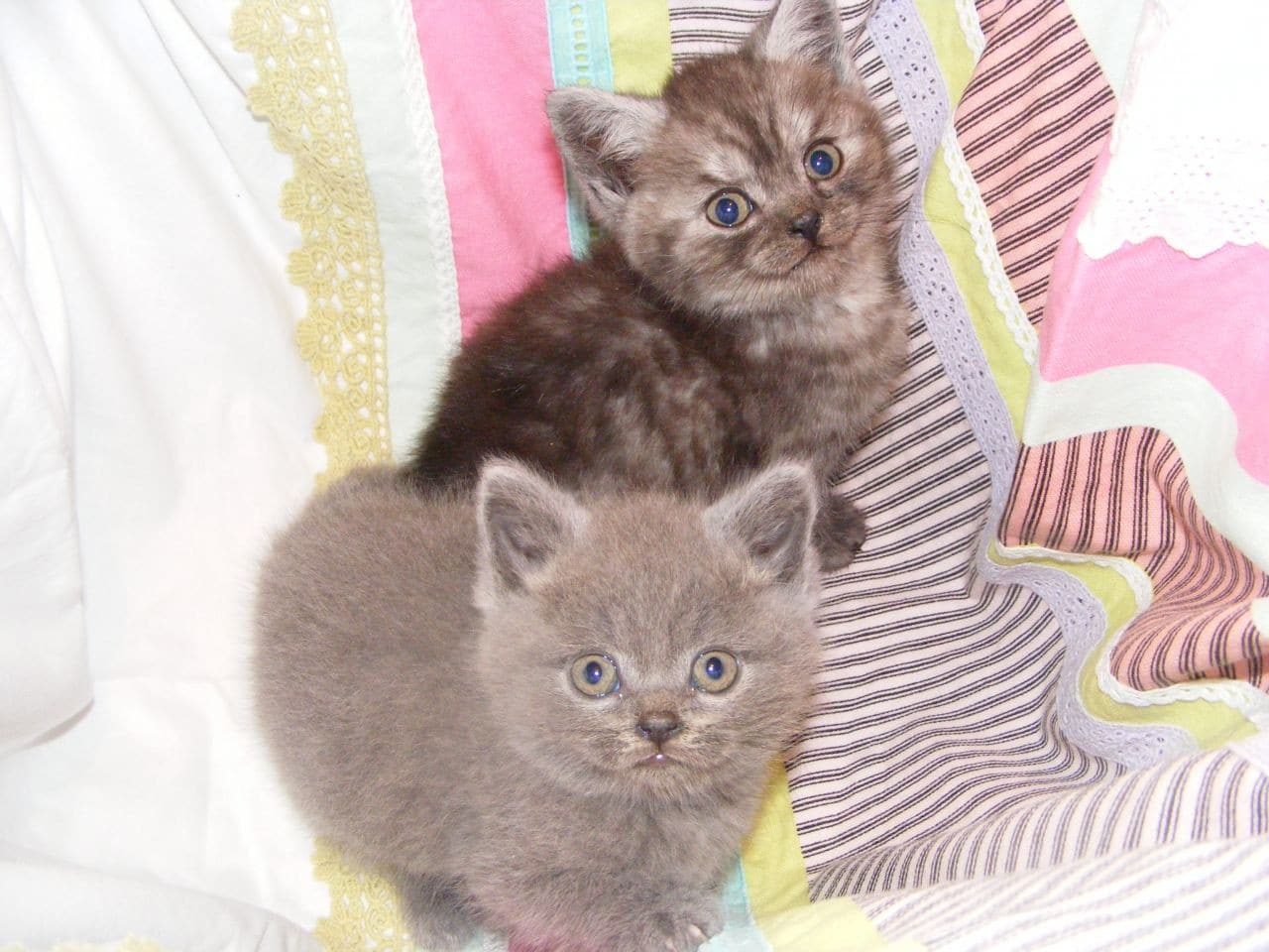 British Shorthair Cats For Sale