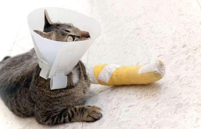 Broken Leg In Cats