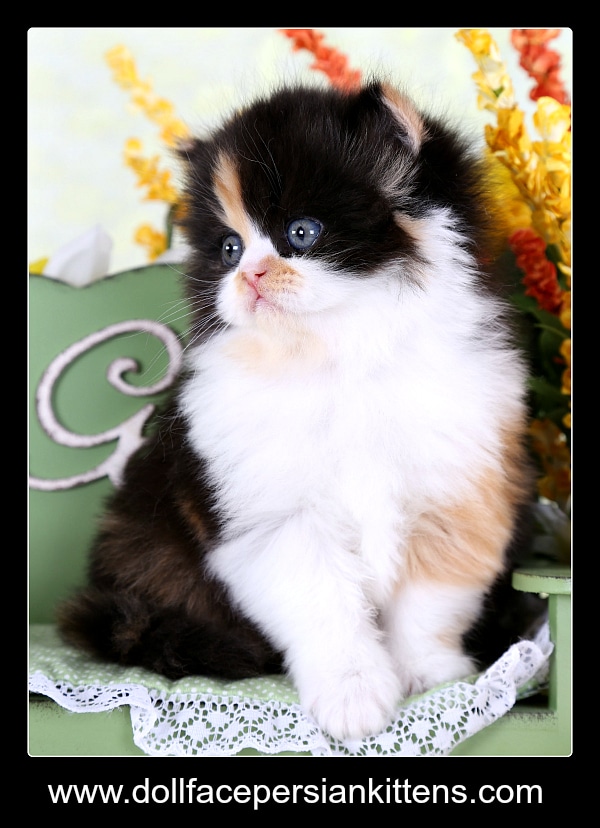 Calico Persian KittenPre
