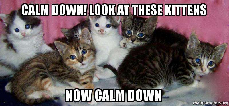 calm down! look at these kittens now calm down