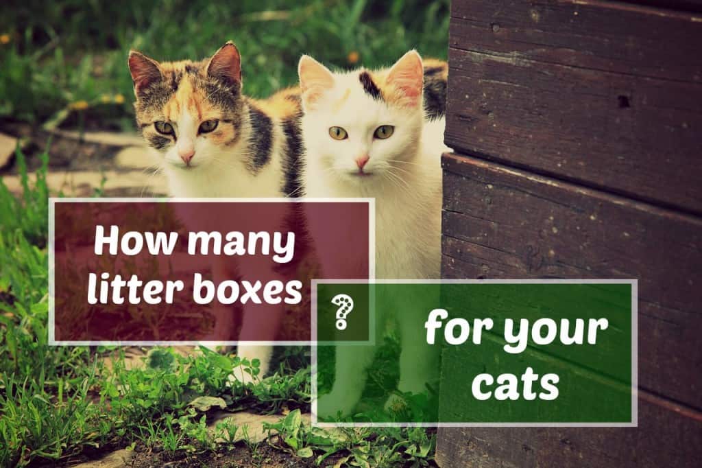 Can 2 Cats Share a Litter Box?
