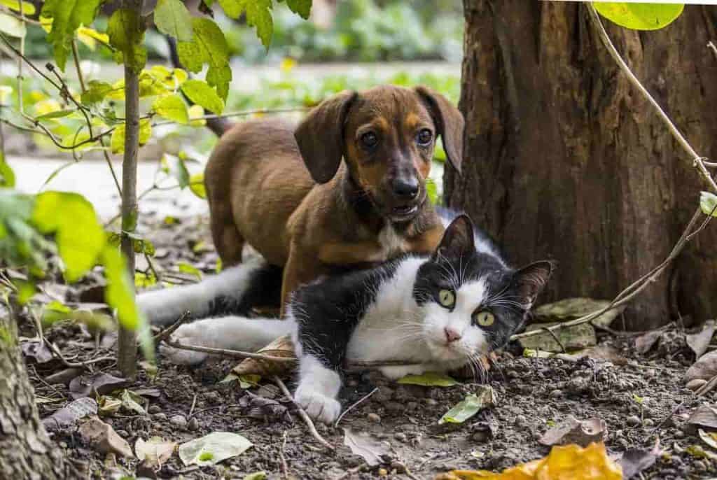 Can A Dog And Cat Mate And Have Babies? [ Here