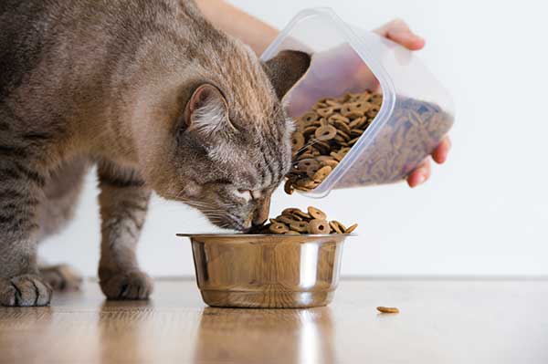 Can Adult Cats Eat Kitten Food? All About Cat Nutrition
