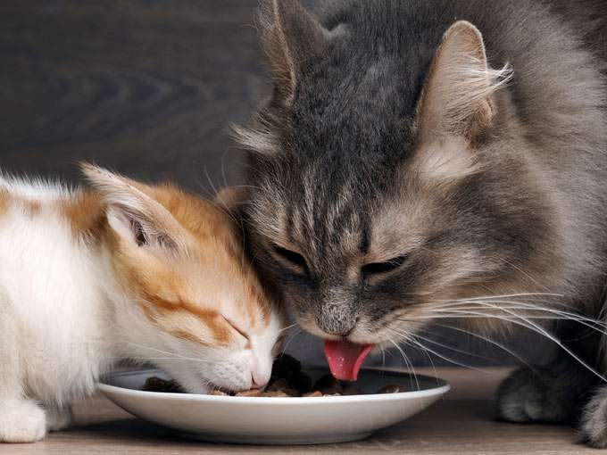 Can Adult Cats Eat Kitten Food? (All You Need To Know About Nutrition ...