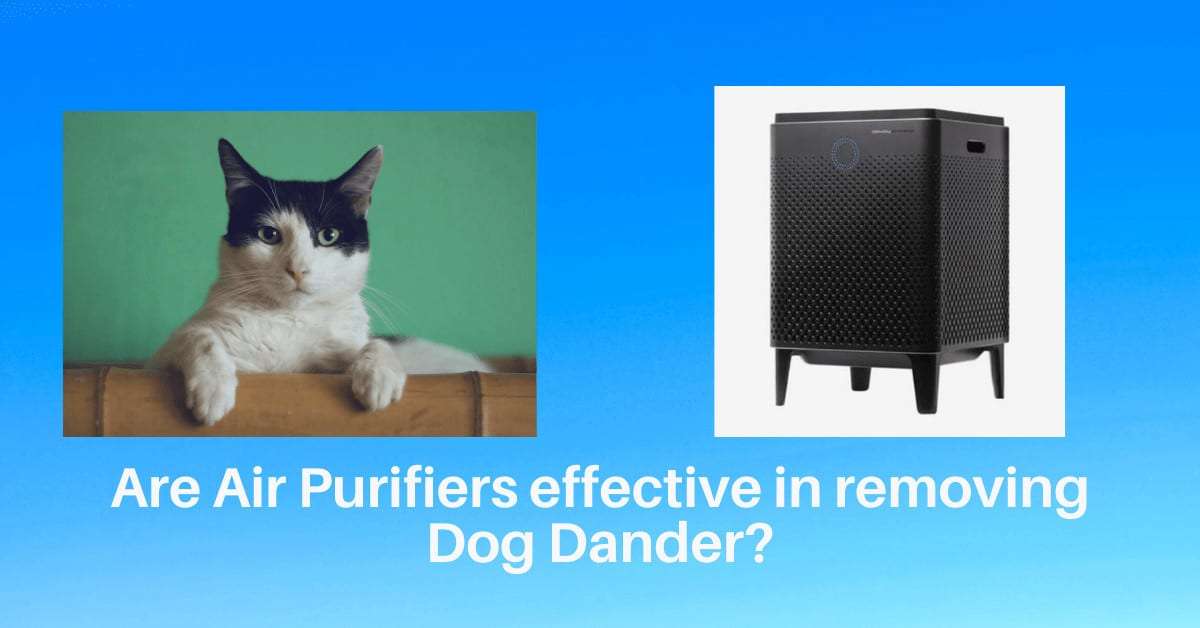 Can Air Purifiers help with Cat Dander?