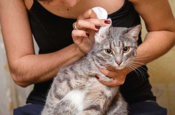 Can Cat Urine Make You Sick