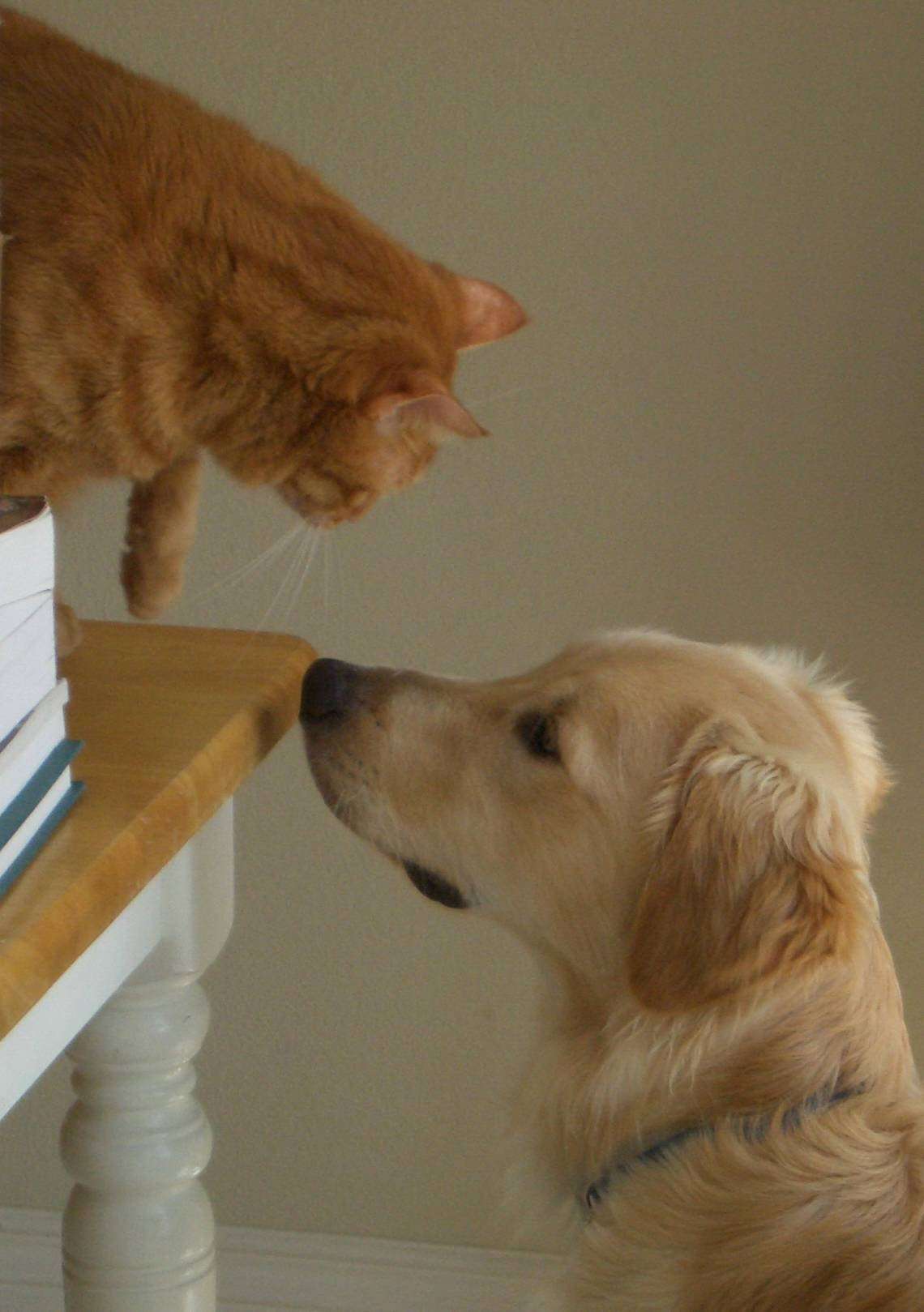 Can Cats and Dogs Share the Same Food?