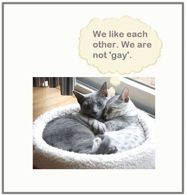 Can Cats Be Gay?  PoC