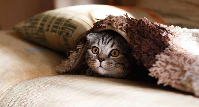 Can Cats Carry and Spread Bed Bugs in Their Fur?