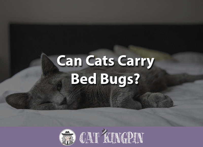Can Cats Carry Bed Bugs?