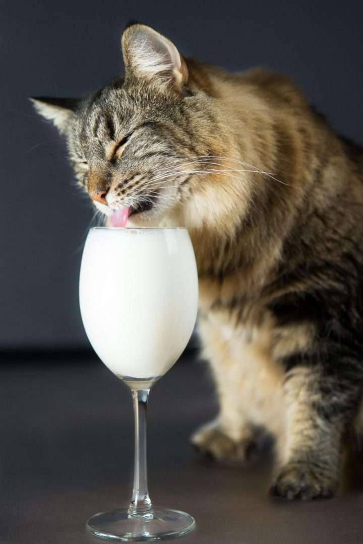 Can cats drink apple juice? â petsKB