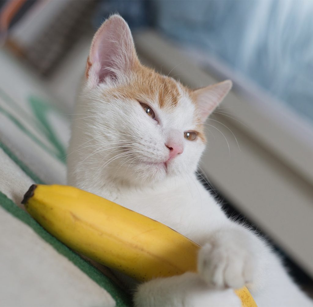 Can Cats Eat Bananas Safely? A Full Guide To Bananas For Cats