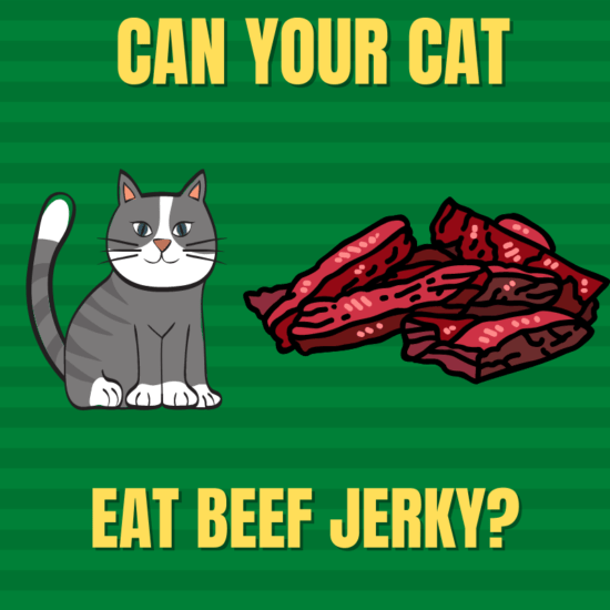 Can Cats Eat Beef Jerky? Is It Safe For Your Cat?