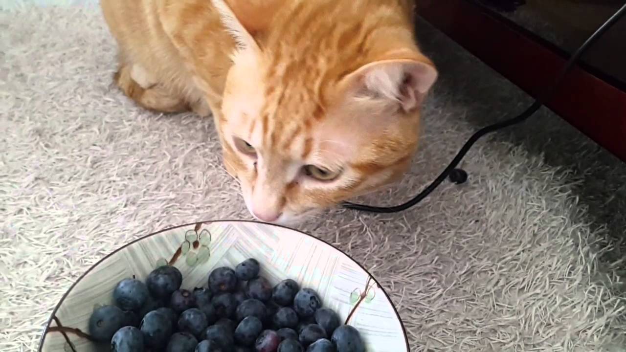 Can Cats Eat Blueberries [2021 ]