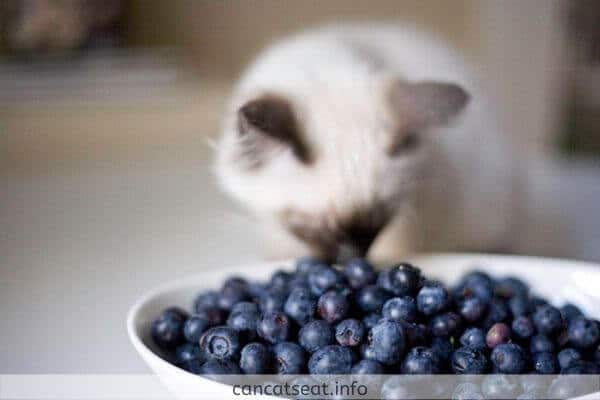 Can Cats Eat Blueberries Or Not? What about Blueberry Nutrients?
