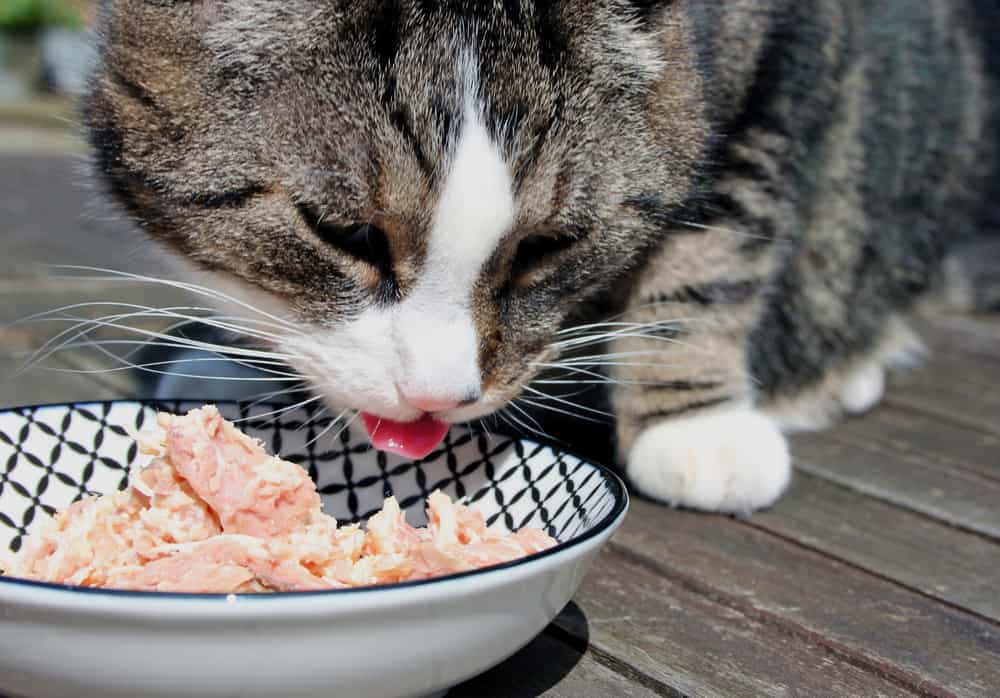 Can Cats Eat Canned Tuna? Benefits &  Potential Health Concerns