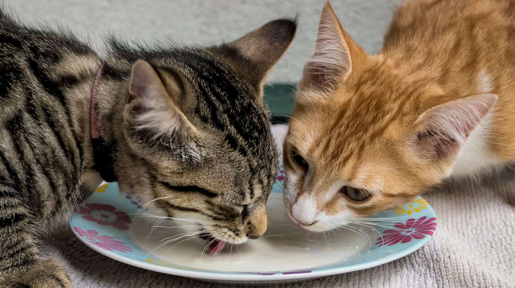Can Cats Eat Cheese? Here Are The Foods You Shouldn