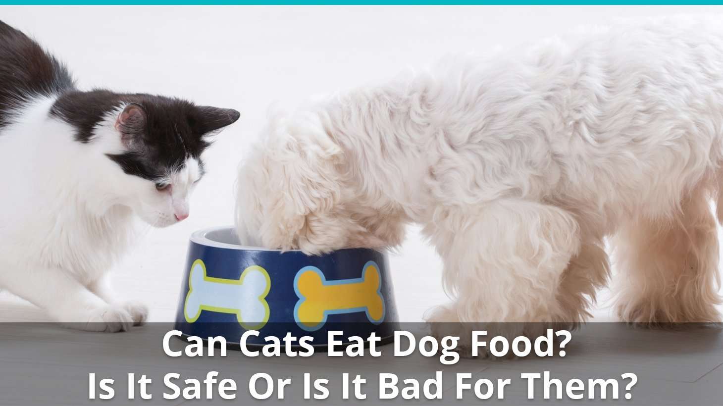 Can Cats Eat Dog Food? Is It Safe or Bad For Them?