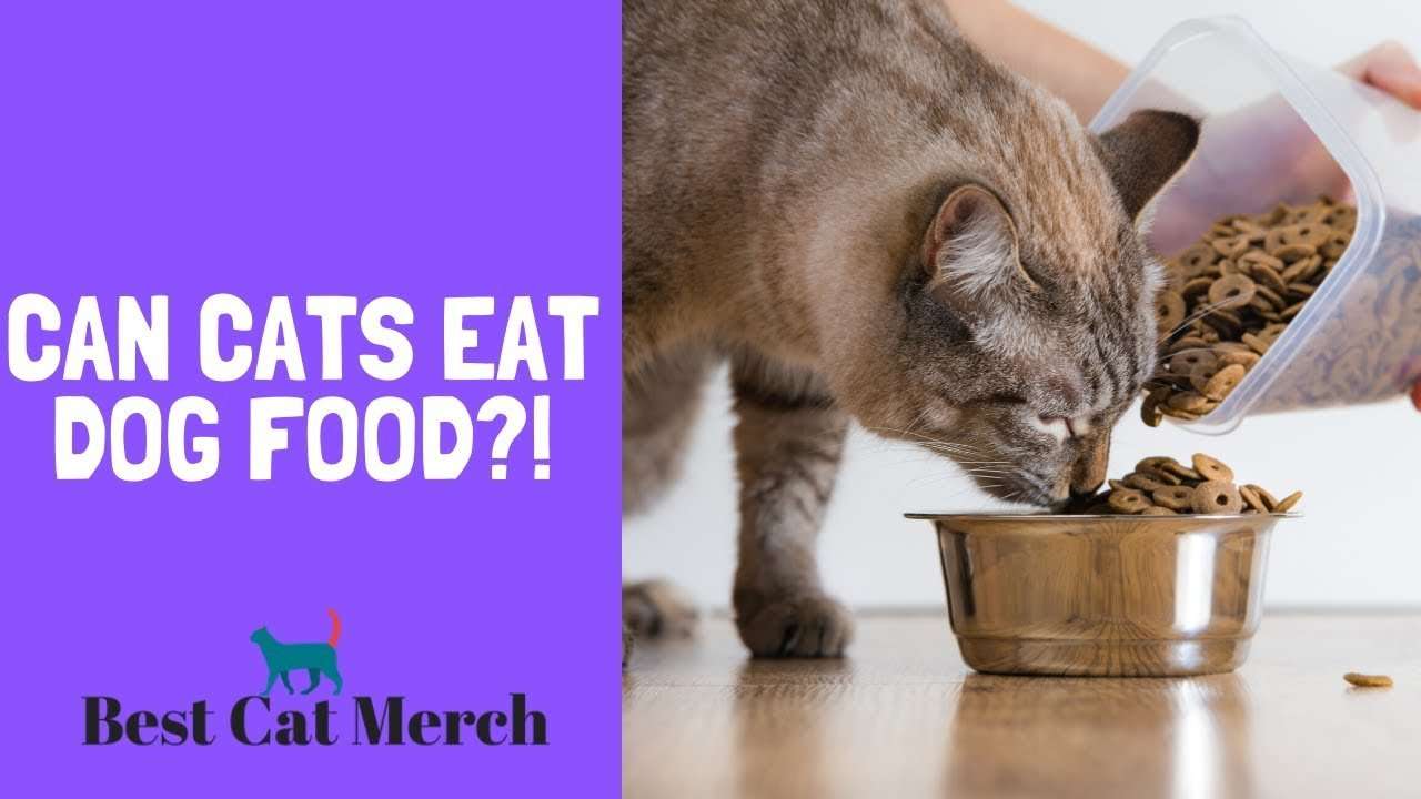 Can Cats Eat Dog Food? What Would Happen?