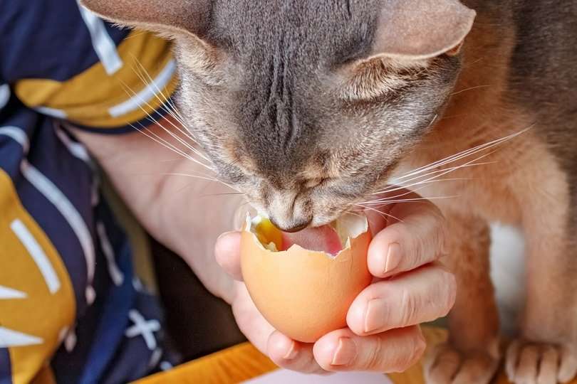 Can Cats Eat Egg Yolk? What You Need to Know!