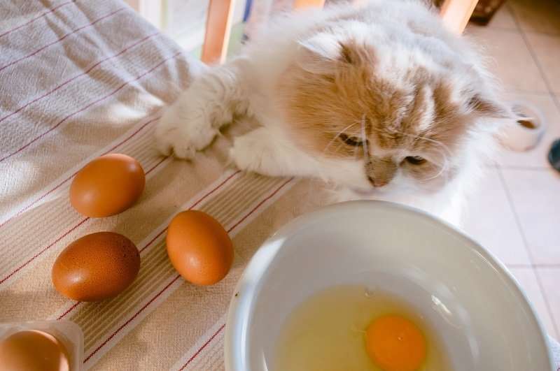 Can Cats Eat Eggs? Are Eggs Safe for Cats?