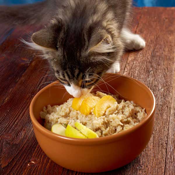 Can Cats Eat Oatmeal? Everything You Need To Know