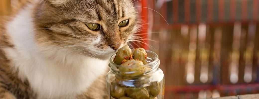 Can Cats Eat Olives [2021] Safe or Bad for Kittens to Have ...