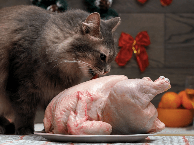 Can Cats Eat Raw Chicken? (Important Information Revealed ...