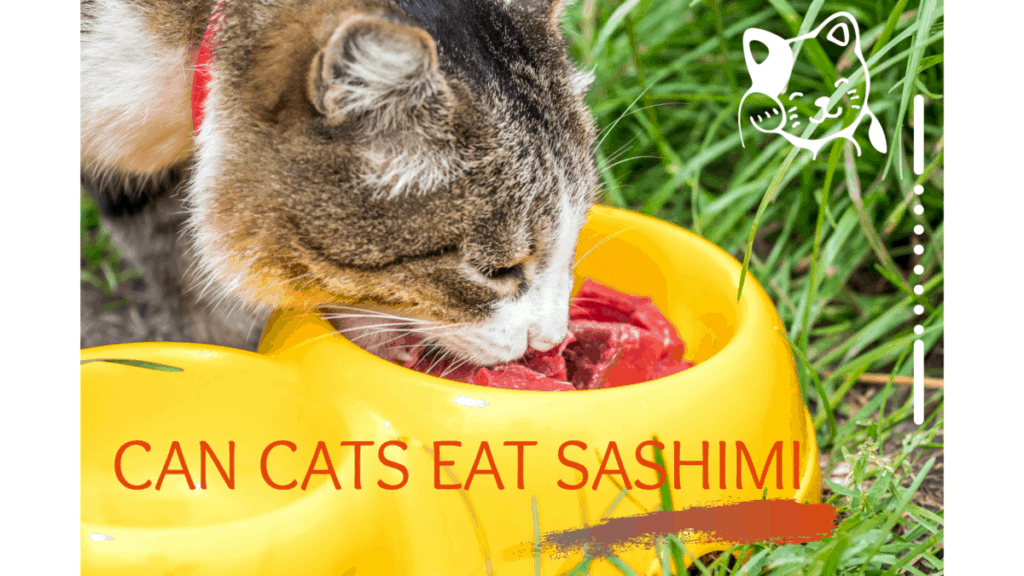 Can Cats Eat Sashimi? Is Sashimi good for your Cats ...