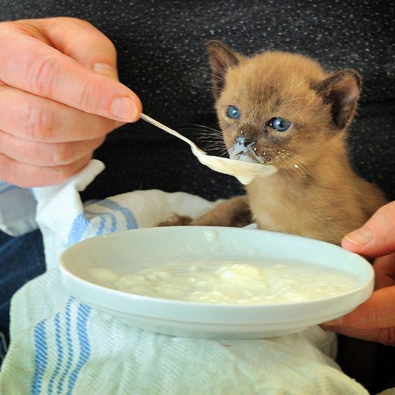Can Cats Eat Yogurt? Is Yogurt Safe For Cats?