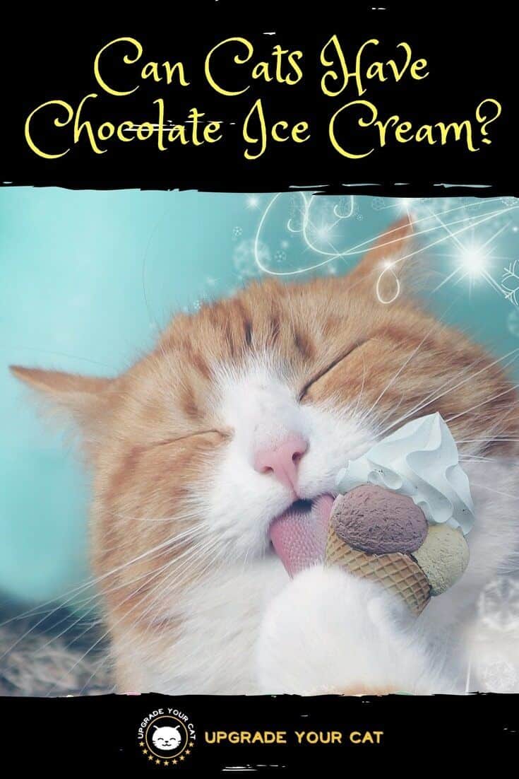 Can Cats Have Chocolate Ice Cream?