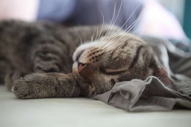 Can Cats Purr in Their Sleep?