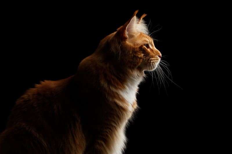 Can Cats See in Pitch Black?