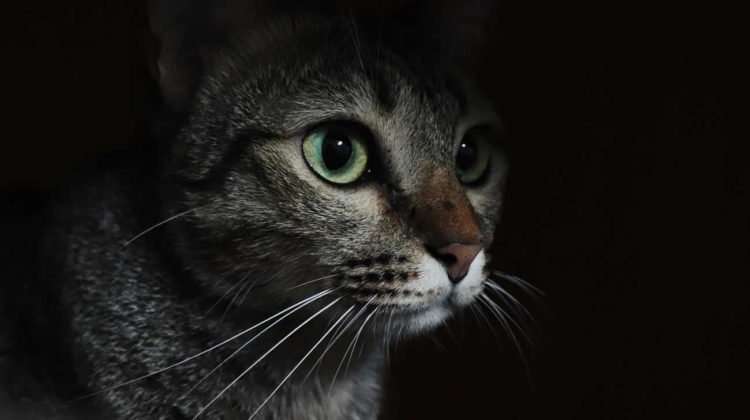 Can Cats See in the Dark? Yes, Much Better Than Humans, But